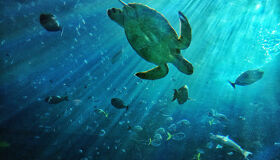 Glide with gentle giants on your Vietnam diving adventure
